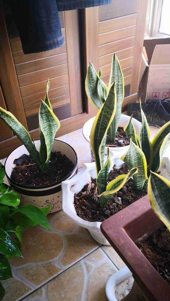  生长有很大■这四种常见绿植爱“喝油”，每隔七天喂一勺，叶子油绿开花旺盛