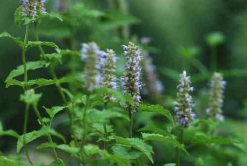 农村常见的2种美味野菜，农村人瞧不上城里人视为宝，为什么呢？