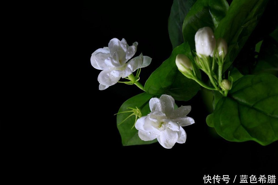  #摄影#充满幽香的茉莉花，摄影怎么拍？表现洁白素雅的意境