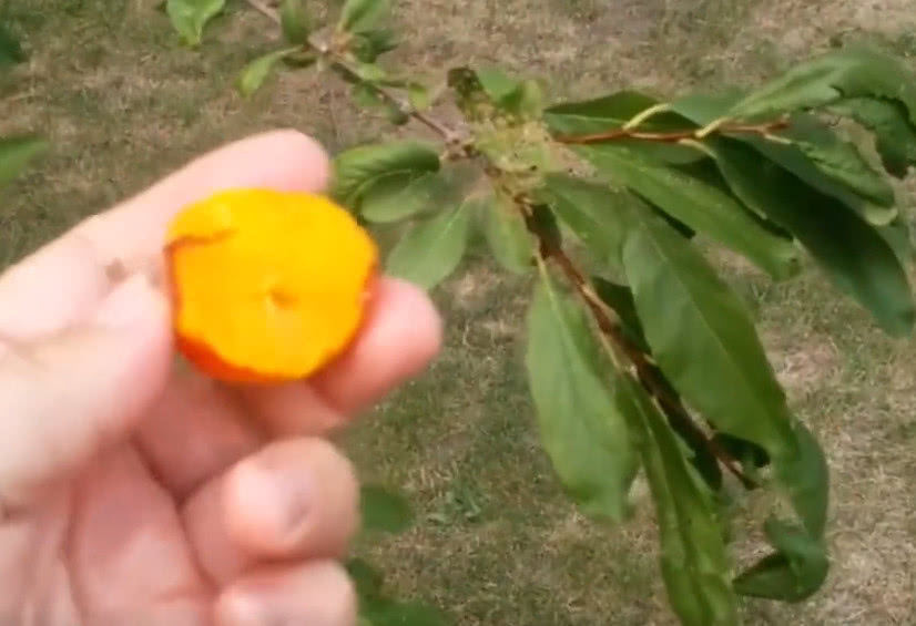 农村这野果在以前掉在地上无人去捡，城里人却当成宝，但就太贵了