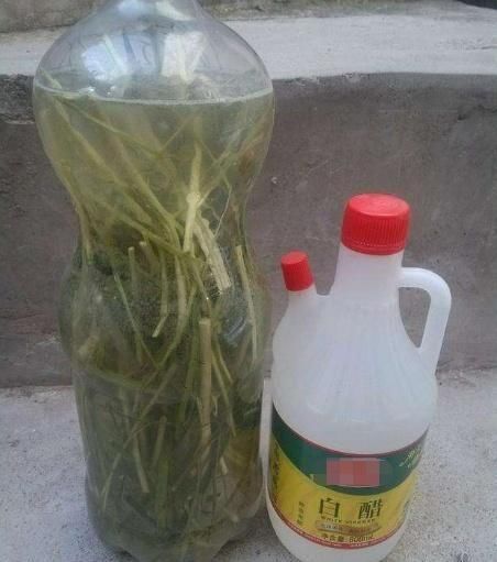 「叶子」用1种树的“体液”，涂抹花卉植物，叶子绿油油，养啥花都可爆盆