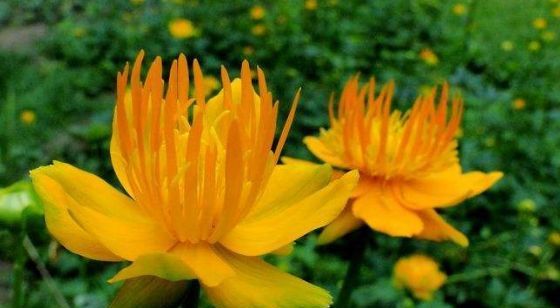  ＂p＂:＂1584410601＂这款小花真耐养,沾土就活,秋季蹭蹭长,花开爆盆,花朵烂漫迷人