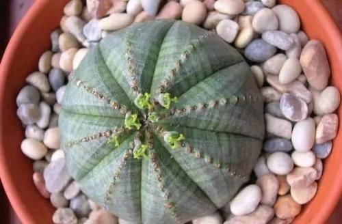  常独特|10种长相很怪异的盆栽植物，都很适合养在花盆里