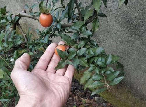  『值钱』陈大姐挖了1个“树桩”，种植在院子里，变成“金弹子”，值钱