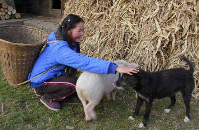 「有人」有人专门到农村收5年以上的老狗，80元一只，收来做啥？
