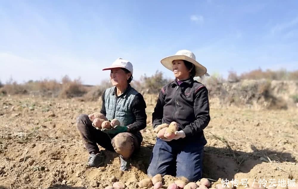  收购■天不亮就去挖，几百万斤即将烂地里，等不来收购商，农民