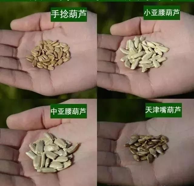 大爷花10年“种椅子”，一把卖80000！这些文玩在家也能种