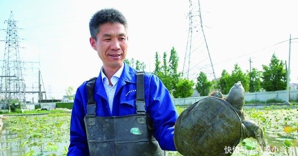  克星@福寿螺祸害浙江多地难治，村民养殖却发现其“克星”，三年