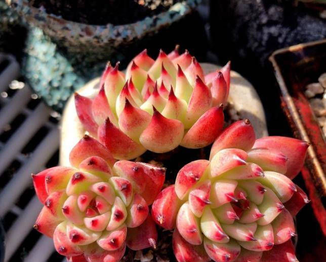  「植物」多肉植物一到夏天就褪色?尝试这种方法,多肉养起来越来越美!