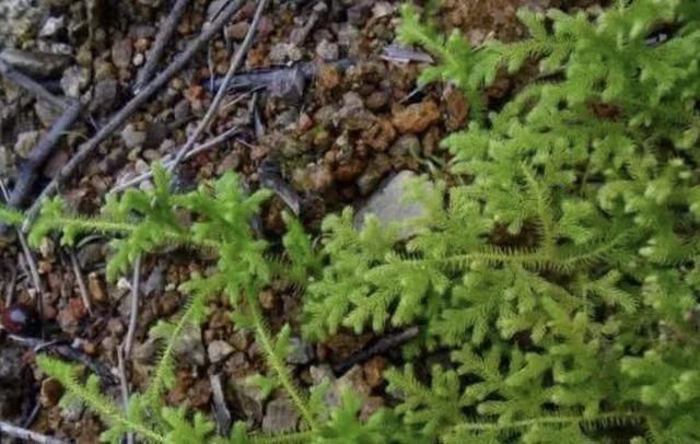 植物|小溪边,1种野草像“蜈蚣”,名称是“铺地蜈蚣”,甚是珍贵