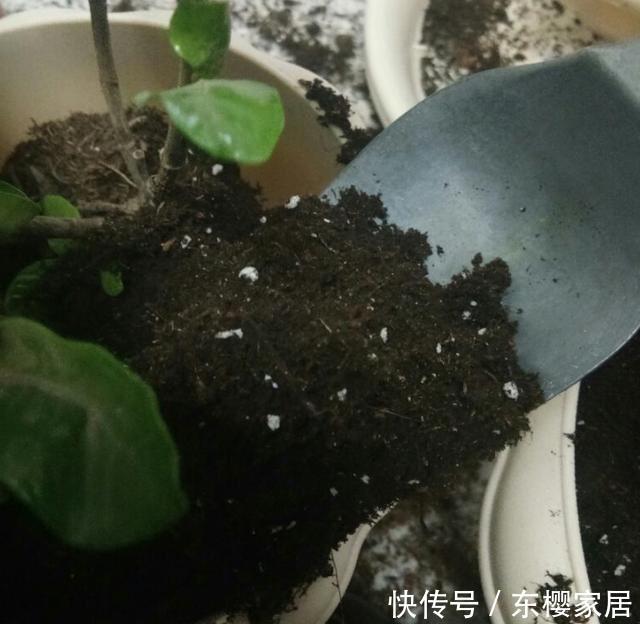 『栀子花』家庭养栀子花,秋季别忘“换盆施肥”,长成一棵树,花多株型美