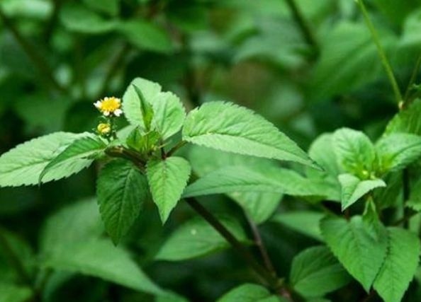 农民一种植物，称它“鬼针草”种子烦人，可是价值珍贵