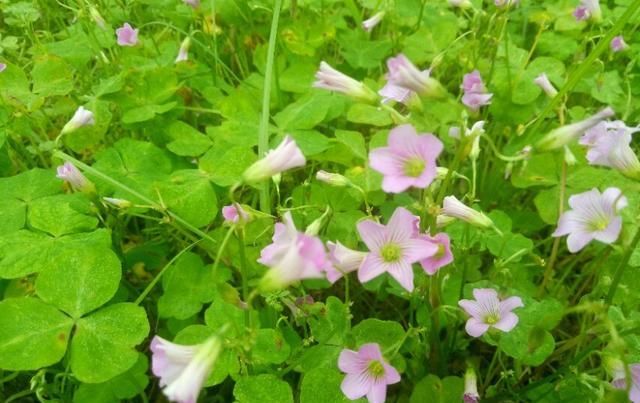  「盆栽」大花酢浆草，一种庭院、盆栽观赏花卉，需要细细欣赏。