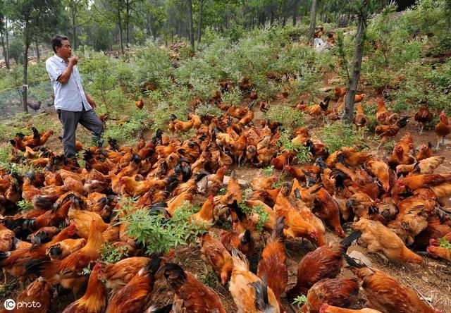 大局已定：2019新规，养殖场3类拆迁必须补偿！强拆需要合法程序