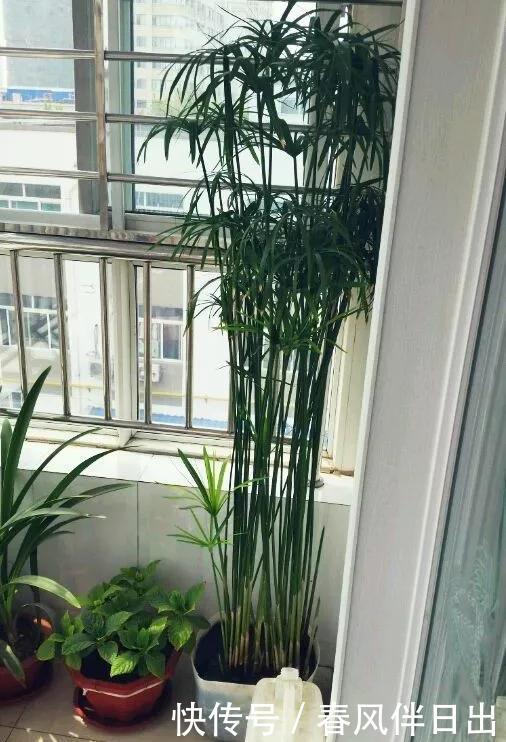 『马蹄莲』如果你不知道怎么浇水,就养这3种花,天天浇水也淹不死