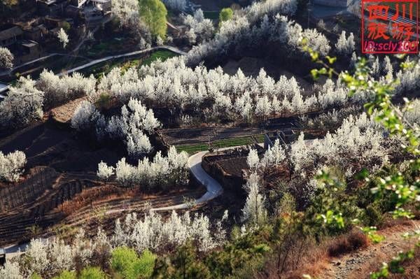 再过20天，中国将花开成海，错过再等一年