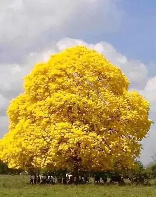  之人：奇美，奇美，奇美！绝色古树，5000年一开花！见过之人洪福齐天！