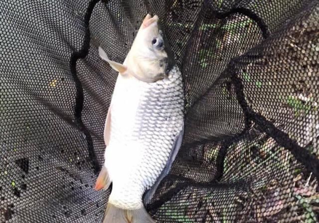 『轻松』春季野河钓鱼,远离6大误区,钓好鱼很轻松