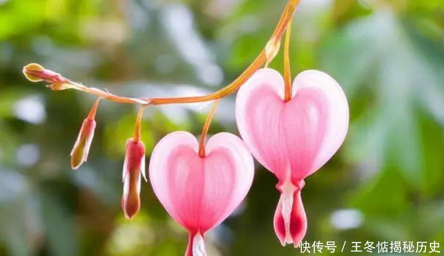  『养花』4种花是“开花机器”，全年开花不断，养花首选，1盆能开100朵花
