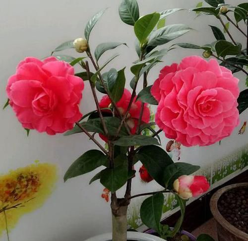  亮眼：最“浪漫”的茶花，花色亮眼，花型比脸还大，开花后比玫瑰还美