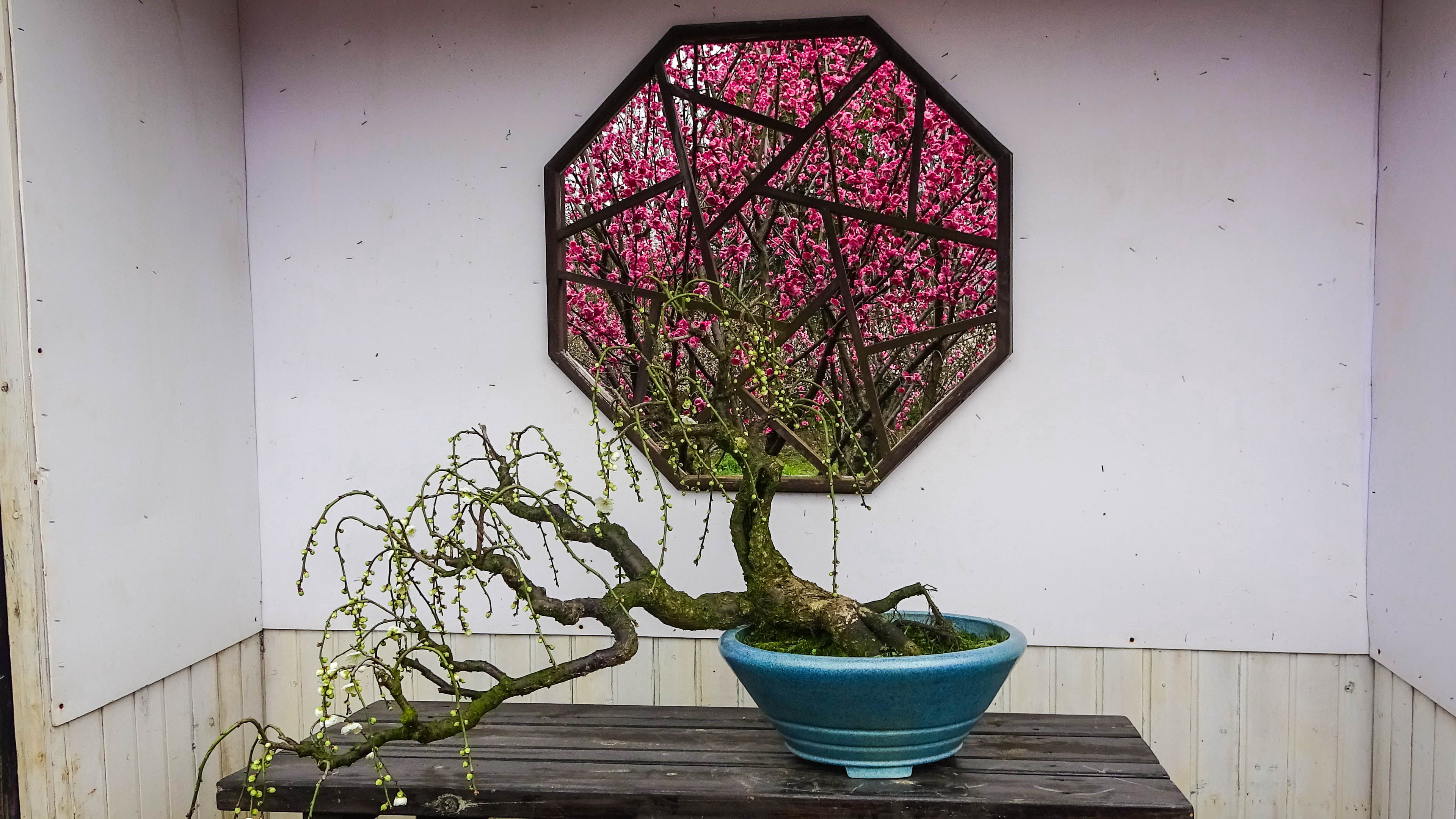 2019，梅花盆景-摄于苏州香雪海景区
