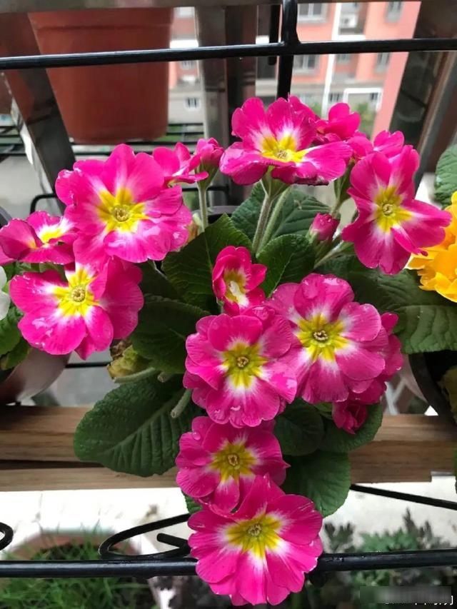  「小阳台」五颜六色的报春花，越剪越长个，晒晒太阳就开花