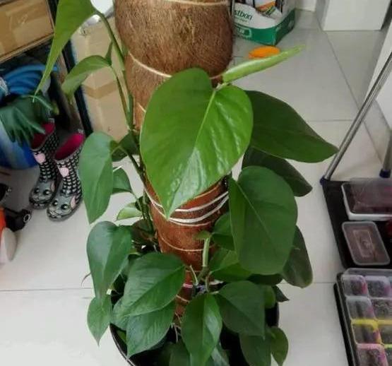  #花友#绿萝虽然很平常，打扮一下也能很惊艳！做一做造型，好看不少哦！