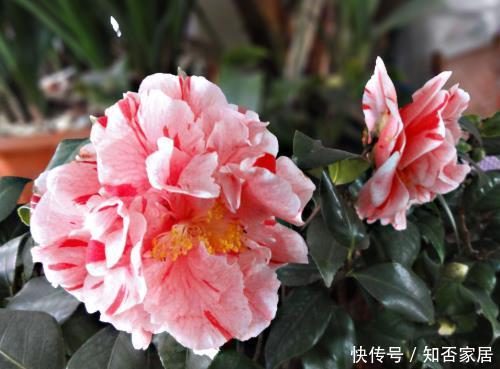  技巧：要想茶花长得好，学会4个技巧，解决缓苗难题，花期延长香持久