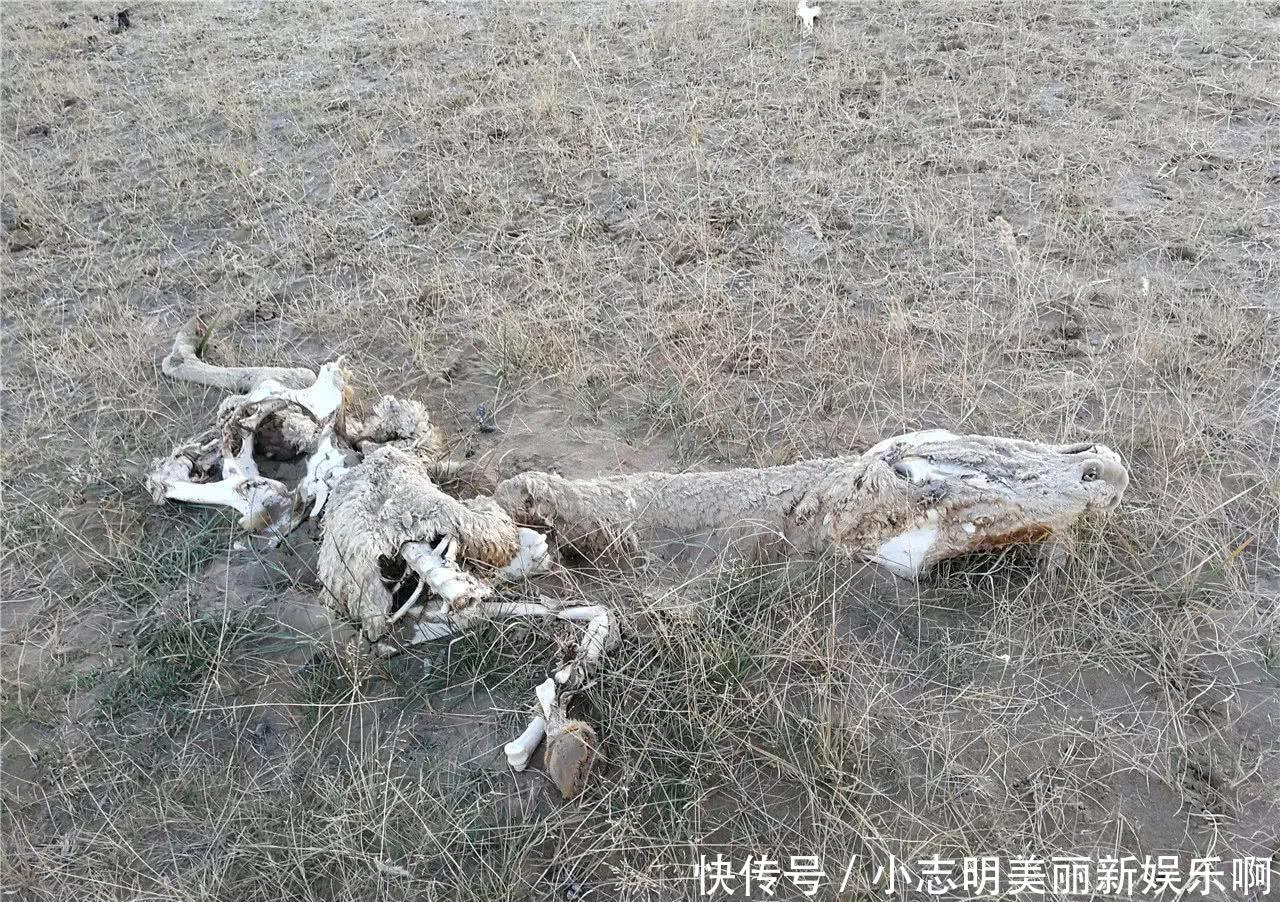 1983年,军队为何封锁昆仑山?考察队历时一个月调查,找到了答案