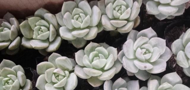  植物：多肉植物施什么肥长得快？这几个注意事项要做好！