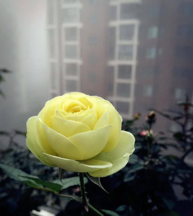  值得@最值得入手的盆栽花，植株低矮且养护容易，最重要的是花朵超漂亮