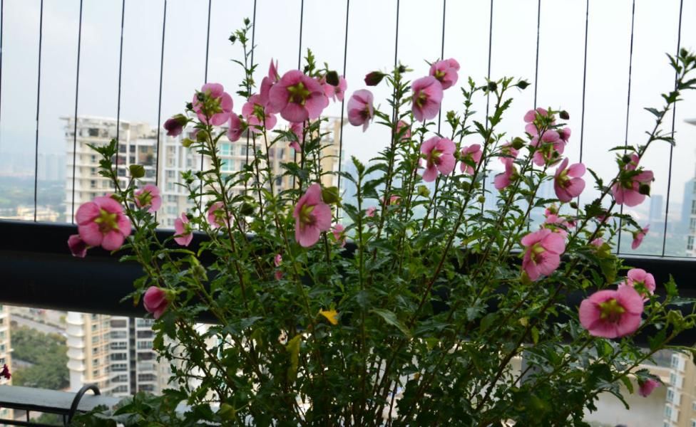  「花期」最容易爆盆的一种花卉，花期很长，一年四季都能开花，非常好养活
