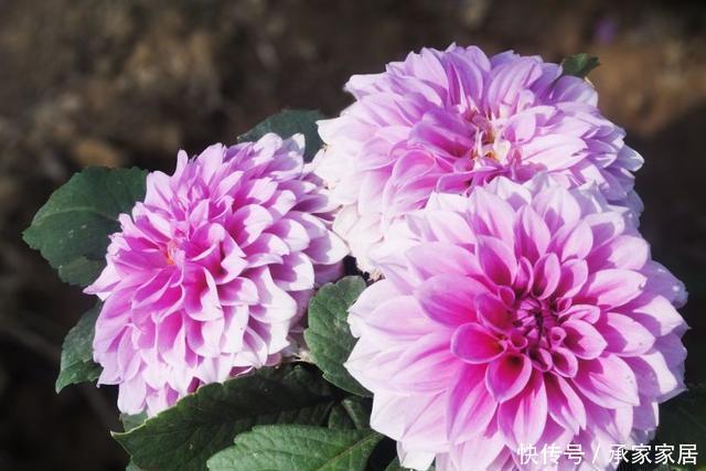  长寿花|春天这5种花要经常“掐尖”，越掐长得越旺，入夏开花量翻倍