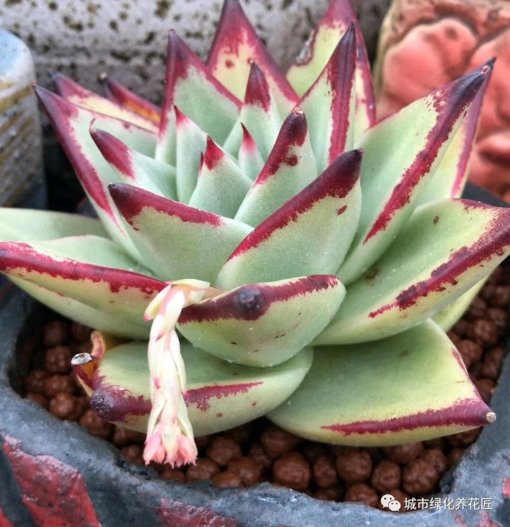 建议■多肉乌木要开花,老司机建议砍,接下来的高温度夏才是关键
