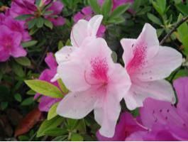  #新区#城管文化|醉美新区，扮靓城市的那些花儿