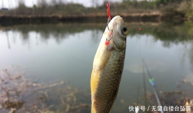 努力:惊蛰过后,钓底还是钓浮考虑水情和鱼情,选择大于努力