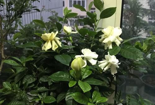  『扦插』栀子花扦插很简单，一个塑料瓶，半个月冒根，三个月开花成盆栽
