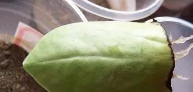  豆瓣■【豆瓣绿】豆瓣绿的扦插和分株