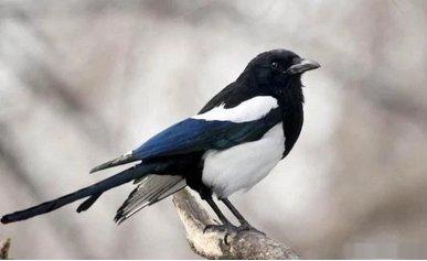  俗语@农村俗语“四喜不请自来，家中能人辈出”，原来是这四喜