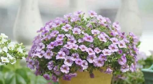  『家里』4种花春天必须养，开花多得数不清，家里变成小花园！