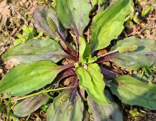 农村这种草,睡前抹抹脸,三天美白,7天祛斑,完胜激光60倍