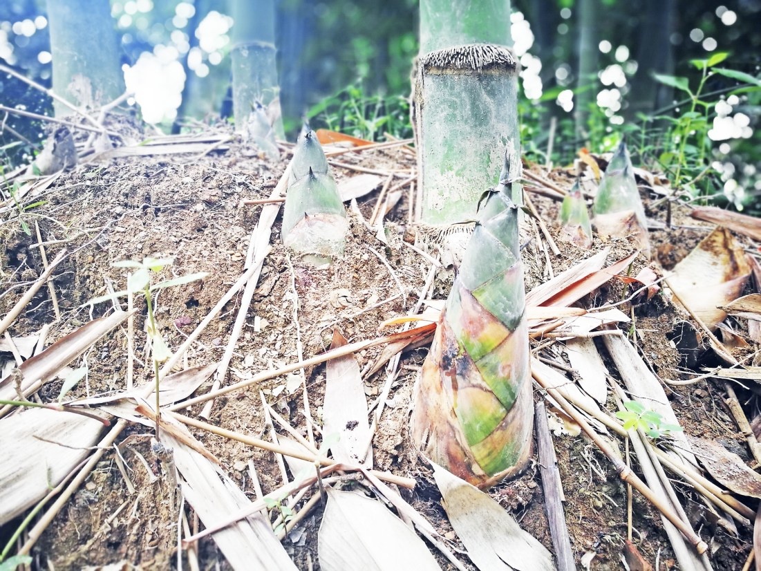 如何破解麻竹笋产量及收益下降的趋势?双河街