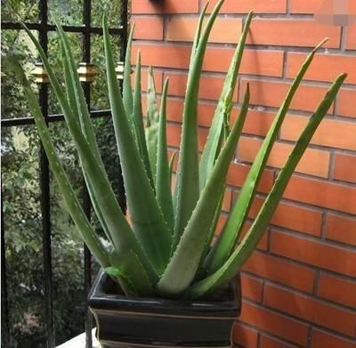  冒满@芦荟长不大？一个月“加餐”一次，长成小胖子，呼呼冒满小崽子