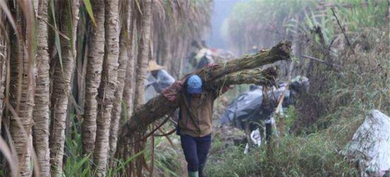  南方：南方多地淘汰的作物，如今一斤4元，整棵都能卖，还能种吗