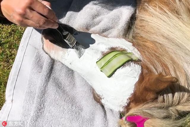 英国有个马儿SPA馆 坐享泡泡浴还能躺着敷面膜