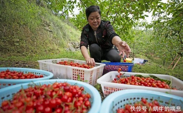  [桃种植基地]贵州黔西：深山樱桃甜