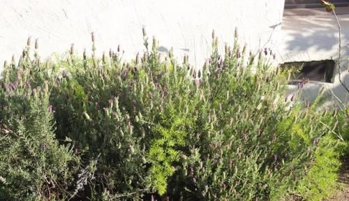  『培育』南方养薰衣草过一年就会挂，可每年播种培育，还可用枝条扦插繁殖