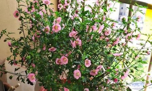『肥养』家里有这3种花,大水大肥养,夏天要“暴晒”,晒的狠开的多