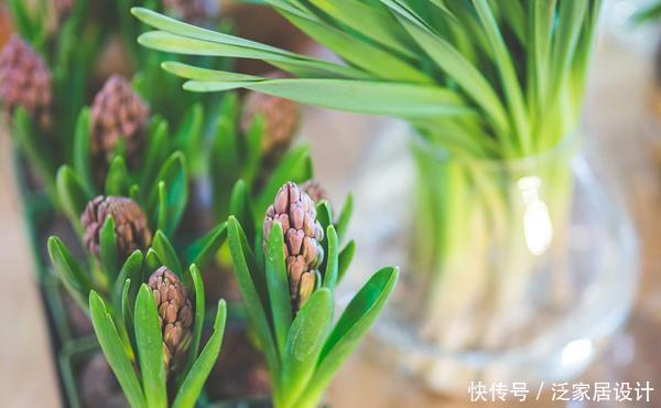 『叫洋』一种“种球花”颜值高,开花一大朵,外国人叫洋水仙,有水就活