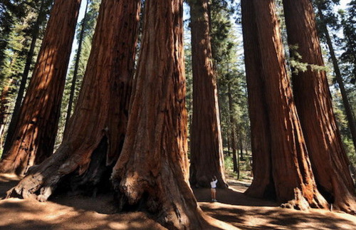 世界最长寿的树，活了1000年被美国人挖洞，200年后肠子都